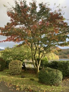 autumn at Nab Cottage